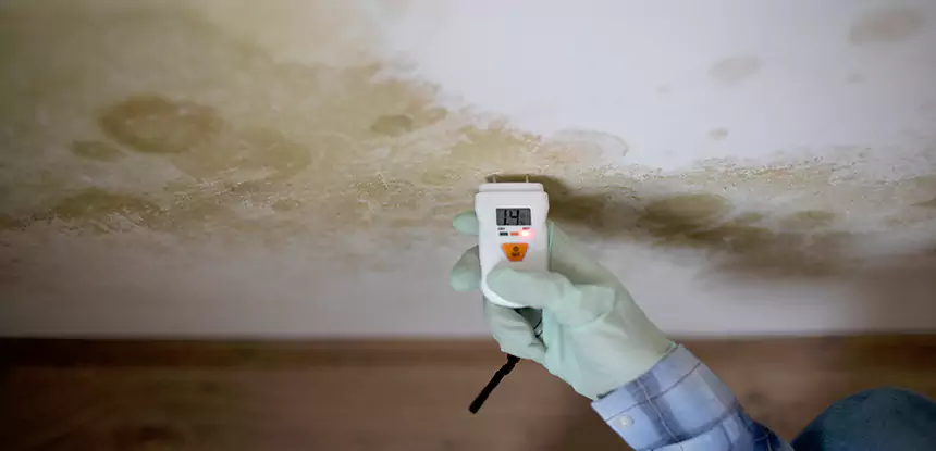 Emergency Mold Remediation in Murrayville